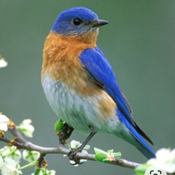 Meet your Posher, Nidia - Picture 1 of 2